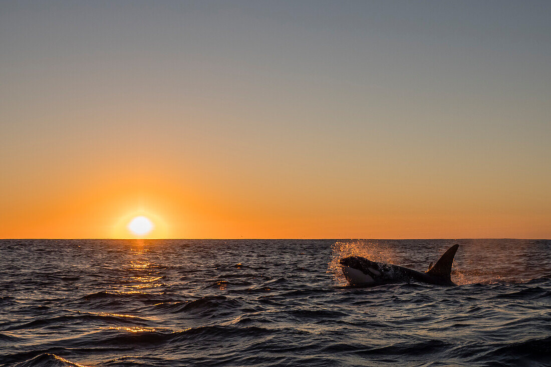 Ausgewachsener männlicher Schwertwal (Orcinus orca), der bei Sonnenuntergang am Ningaloo Reef auftaucht, Westaustralien, Australien, Pazifik
