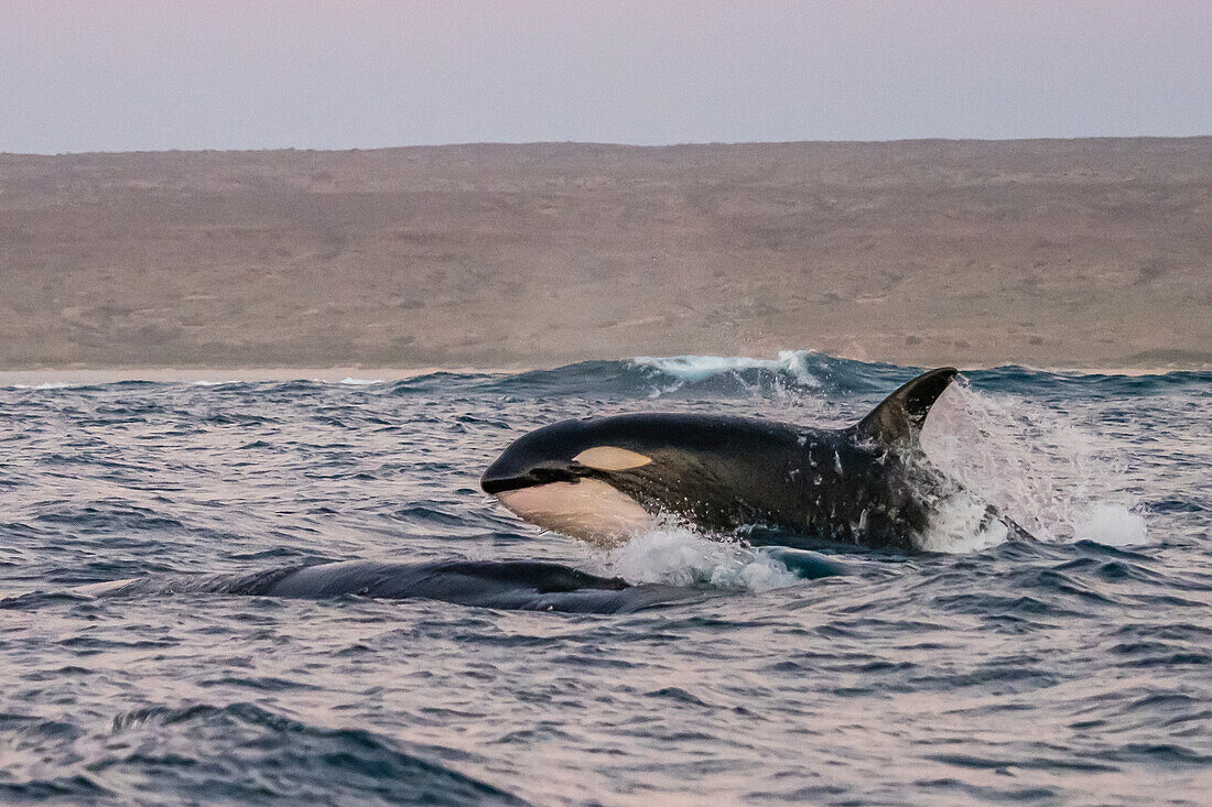 Eine Gruppe von Schwertwalen (Orcinus orca), die einen Buckelwal am Ningaloo-Riff angreift, Westaustralien, Australien, Pazifik