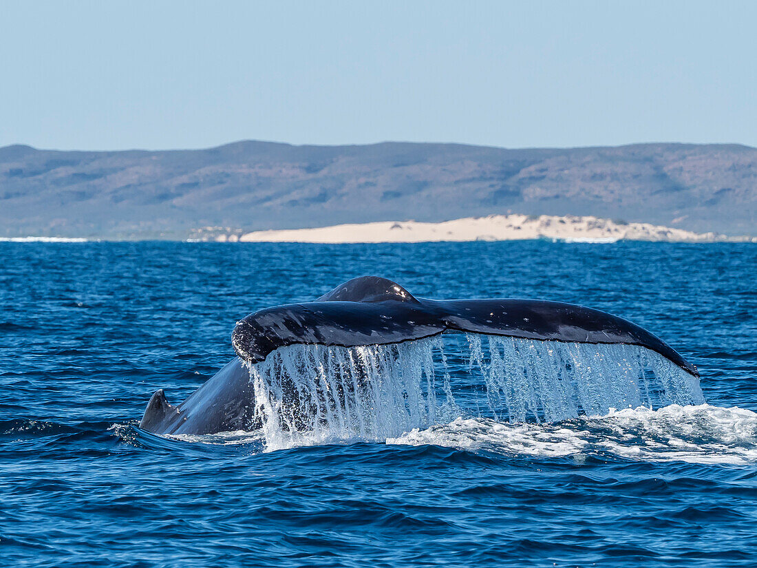 Adult humpback whale (Megaptera novaeangliae), flukes up dive on Ningaloo Reef, Western Australia, Australia, Pacific