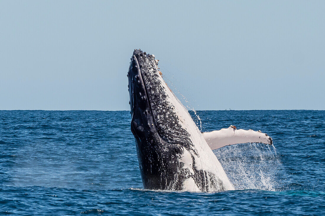 Humpback whale (Megaptera novaeangliae), adult breaching on Ningaloo Reef, Western Australia, Australia, Pacific