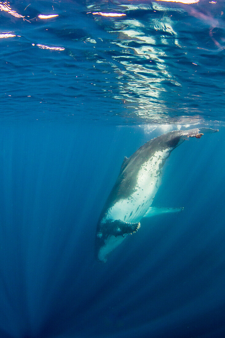 Humpback whale (Megaptera novaeangliae), adult underwater on Ningaloo Reef, Western Australia, Australia, Pacific
