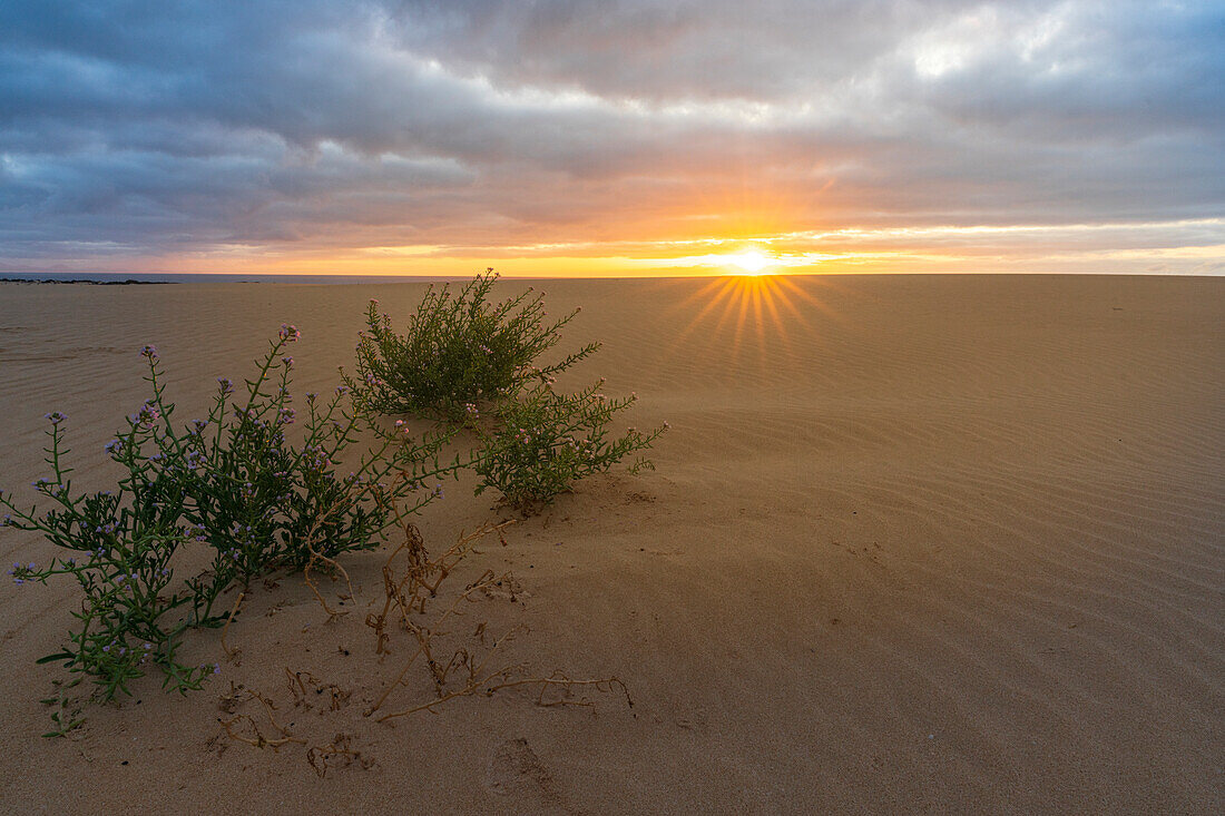 Sonnenaufgang über dem gewellten Wüstensand unter einem bewölkten Himmel, Corralejo Natural Park, Fuerteventura, Kanarische Inseln, Spanien, Atlantik, Europa
