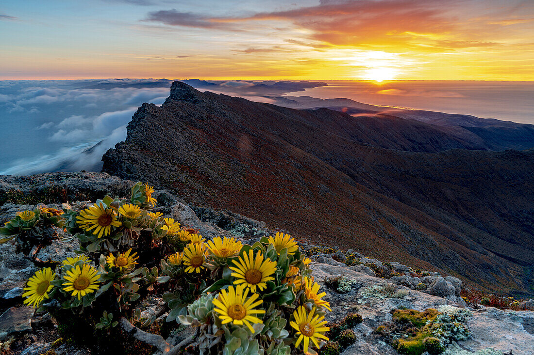 Wildblumen auf den Felsen des Pico de la Zarza bei Sonnenaufgang, Halbinsel Jandia, Fuerteventura, Kanarische Inseln, Spanien, Atlantik, Europa