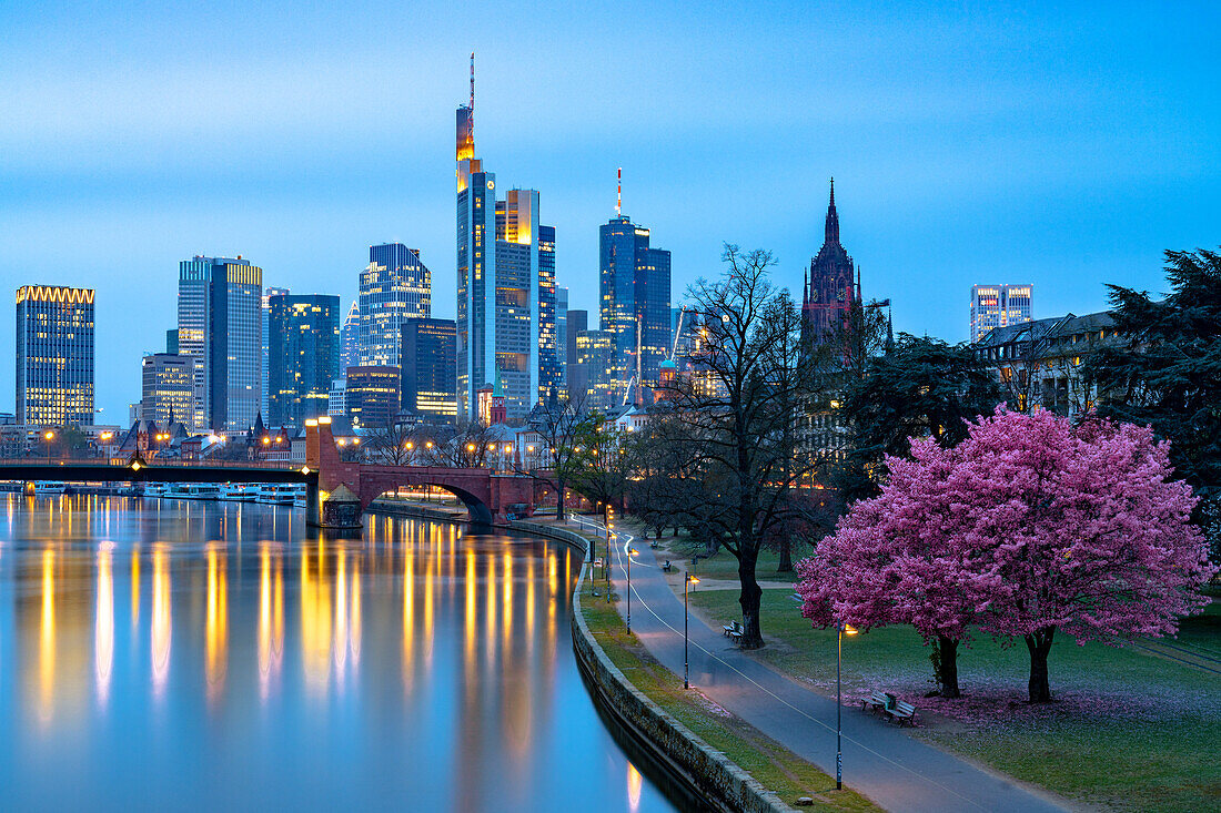 Blühender Kirschbaum am Mainufer mit der Skyline des Geschäftsviertels im Hintergrund in der Abenddämmerung, Frankfurt am Main, Hessen, Deutschland Europa