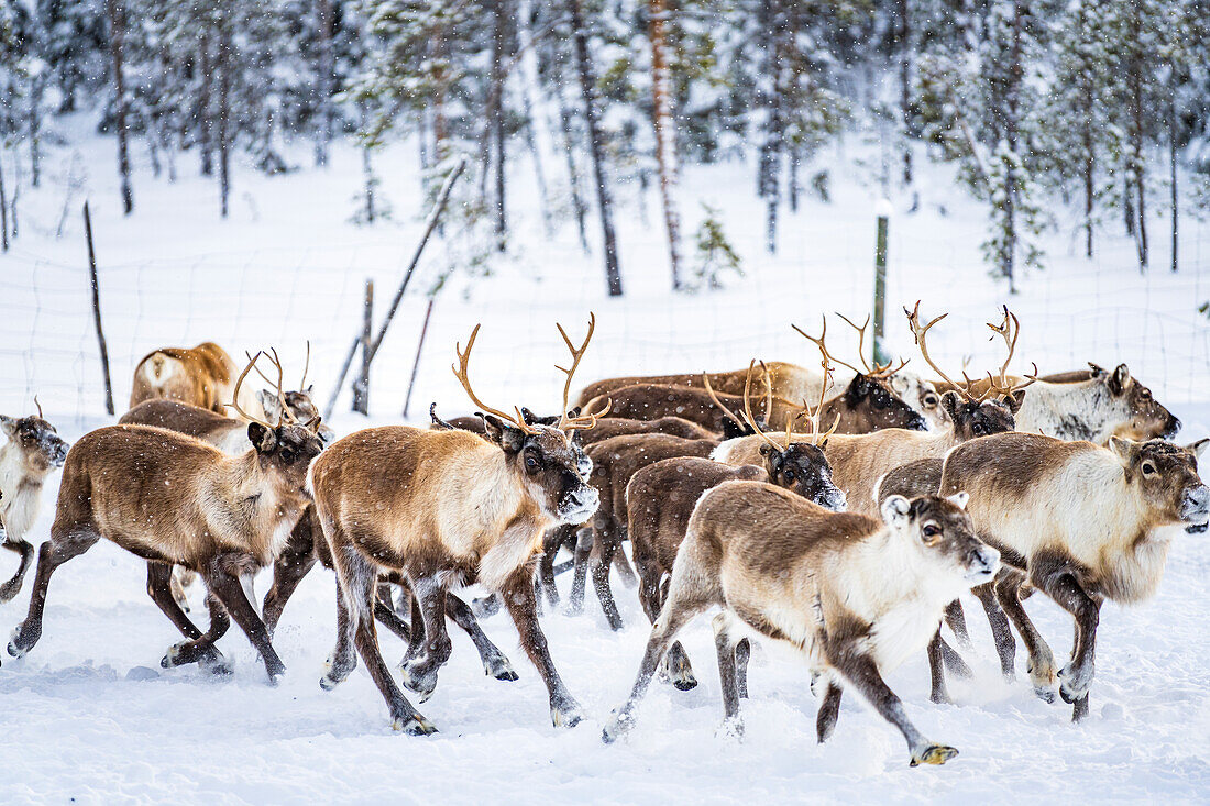 Rentierherde im arktischen Wald während eines winterlichen Schneefalls, Lappland, Schweden, Skandinavien, Europa