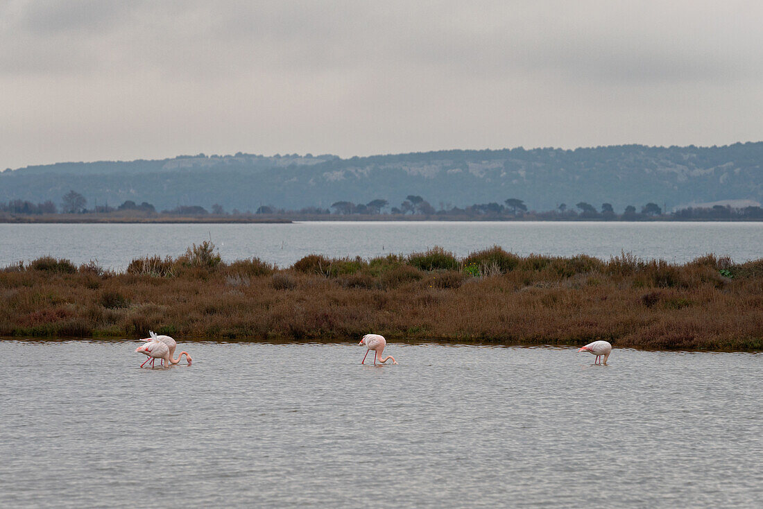 Lila Flamingos in einem Naturschutzgebiet in Südfrankreich an einem bewölkten Tag, Okzitanien, Frankreich, Europa