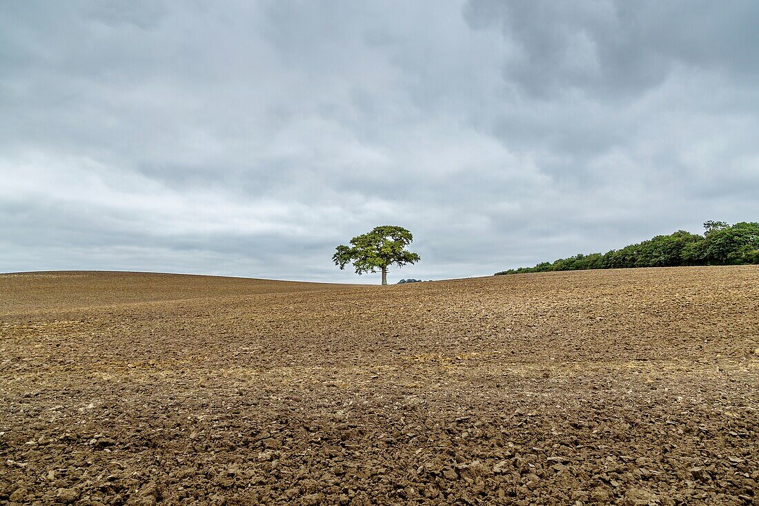 Lone Tree in Easington, nahe Aylesbury, Oxfordshire, England, Vereinigtes Königreich, Europa