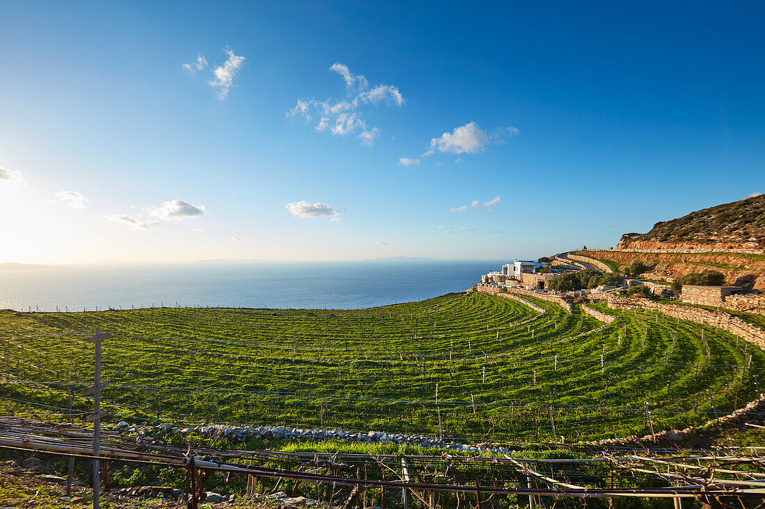 Fresh greenery after winter rain in vineyard on Sikinos island, Cyclades, Greek Islands, Greece, Europe