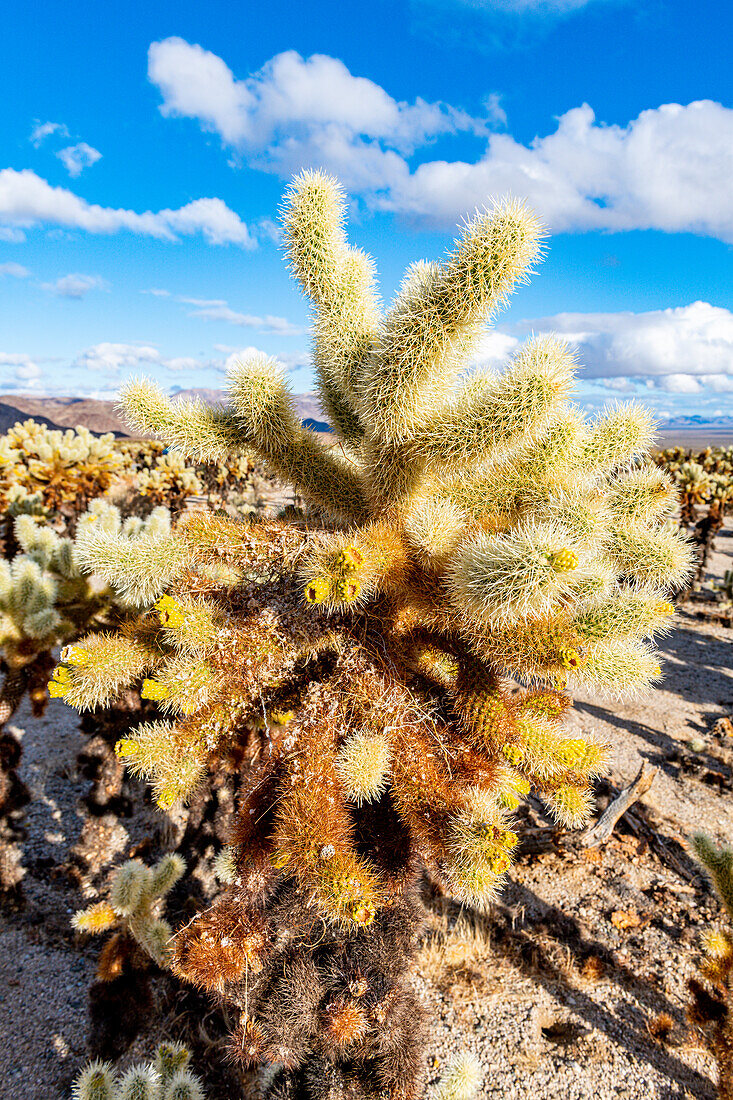 Chuckwalla Cholla, Cholla Cactus Garden, Joshua Tree National Park, California, United States of America, North America