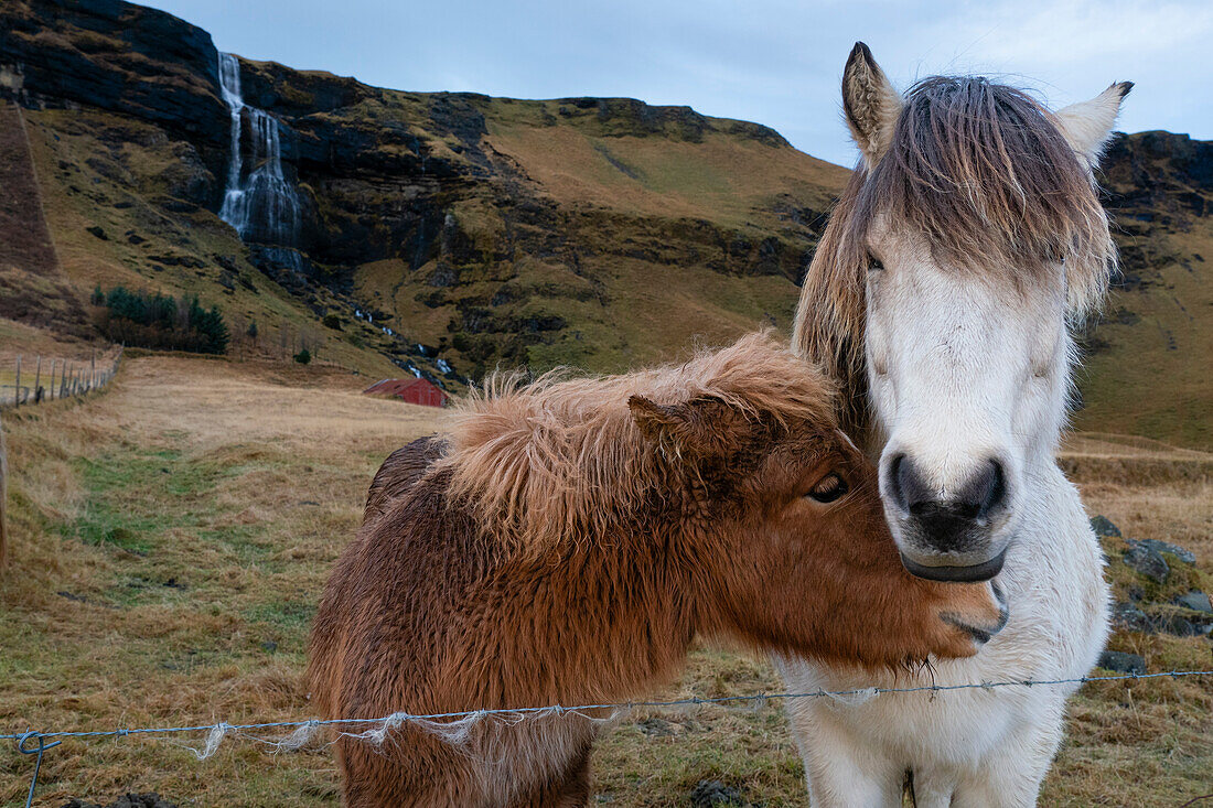 Icelandic horses near Vik, Iceland, Polar Regions