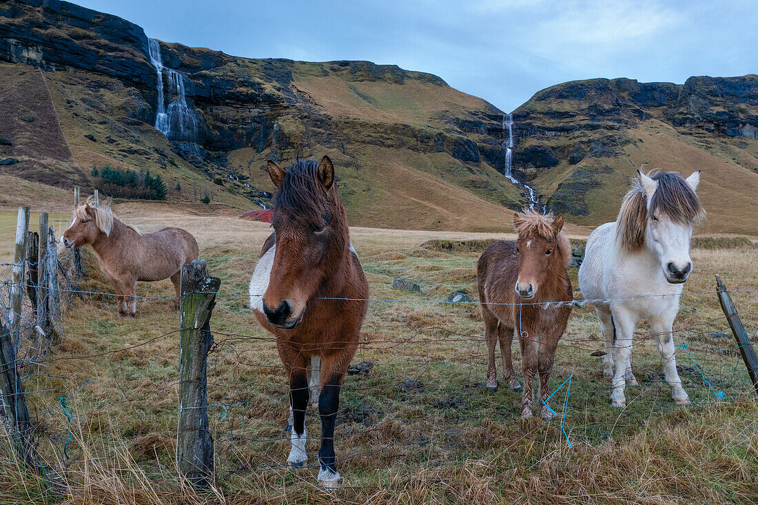 Islandpferde in der Nähe von Vik, Island, Polarregionen