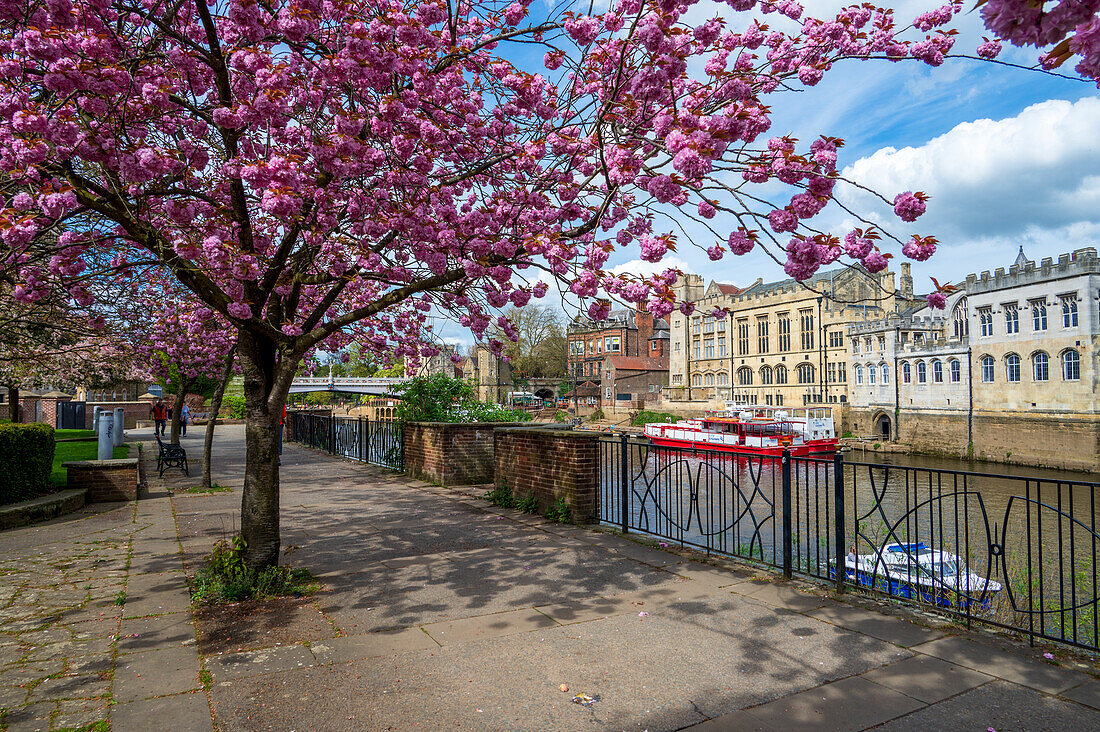 Spring cherry blossom by the River Ouse, City of York, North Yorkshire, England, United Kingdom, Europe