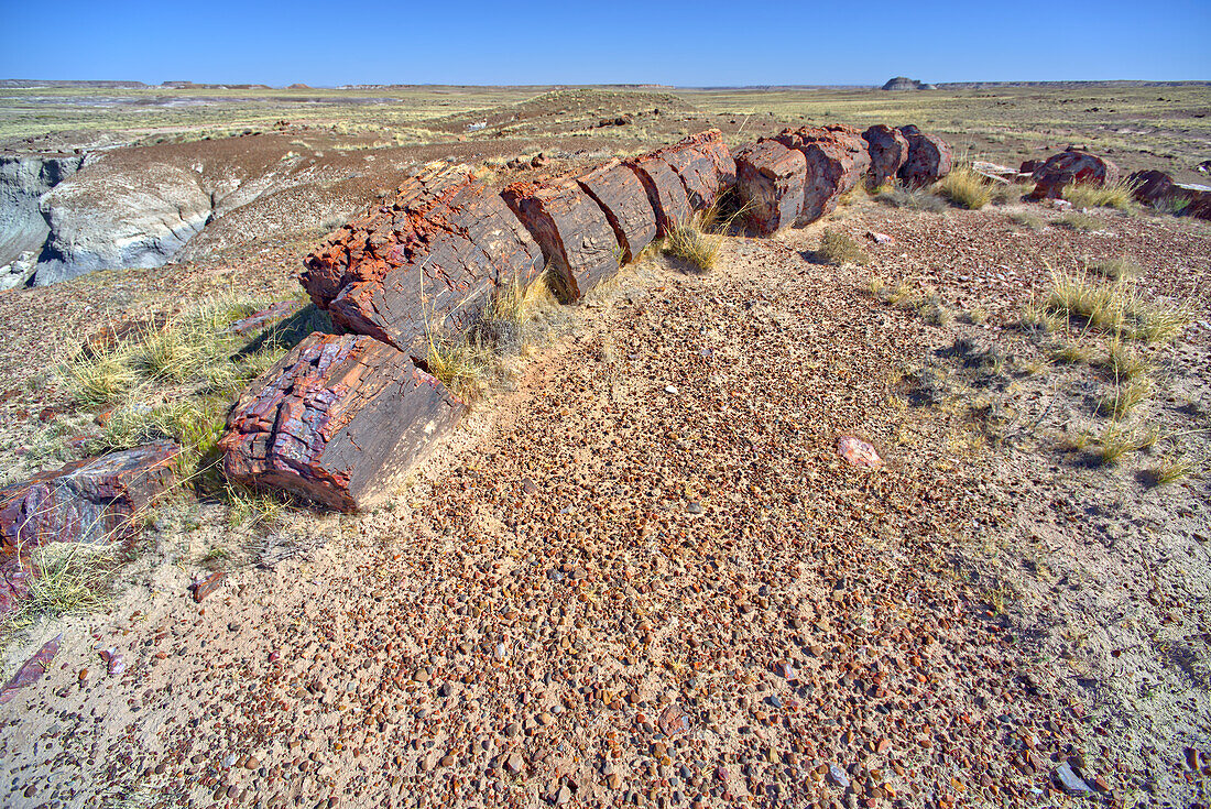 A petrified log along the trail to Martha's Butte in Petrified Forest National Park, Arizona, United States of America, North America