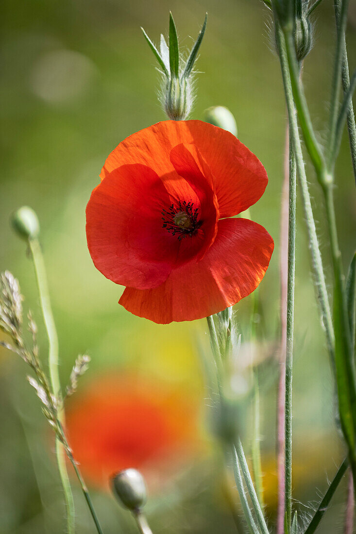 Red Poppy (Papaver rhoeas), Cheshire, England, United Kingdom, Europe