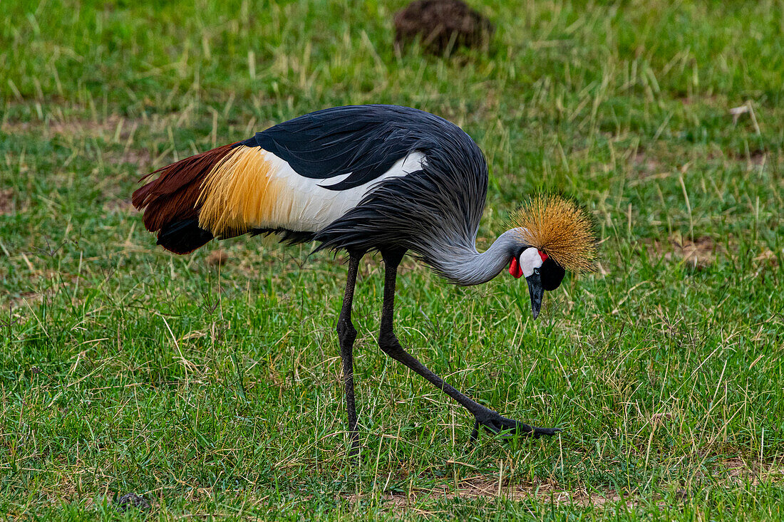 Schwarzkronenkranich (Balearica pavonina), Amboseli-Nationalpark, Kenia, Ostafrika, Afrika