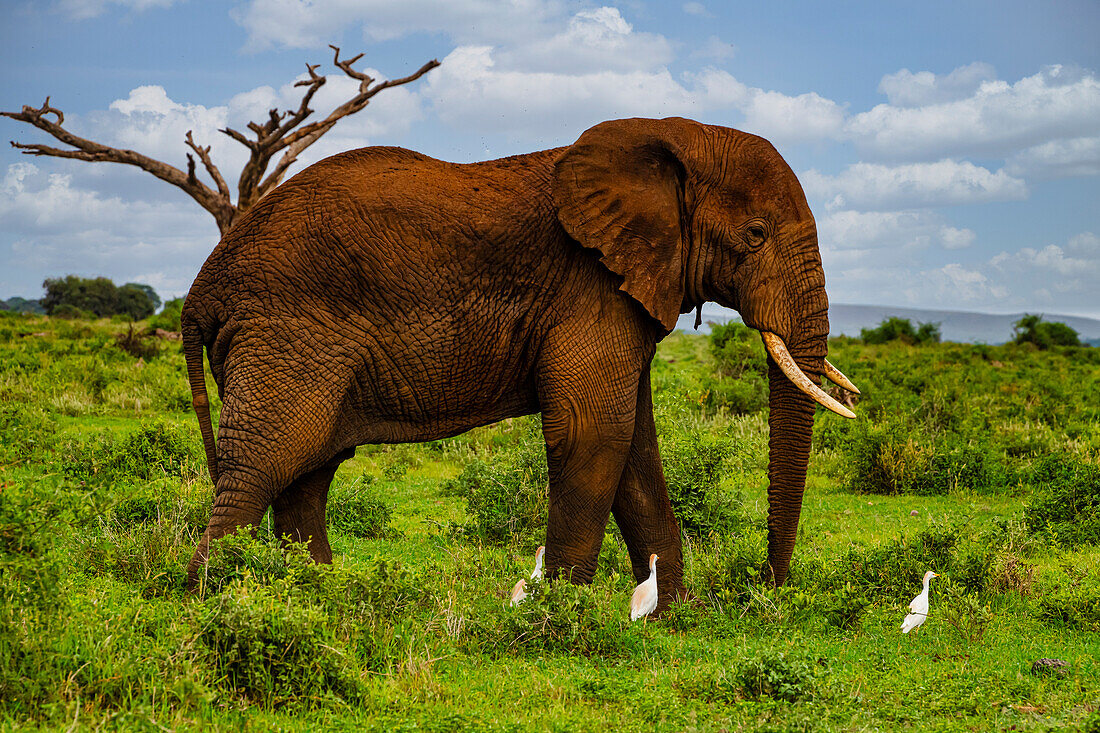 African elephant (Loxodonta), Amboseli National Park, Kenya, East Africa, Africa