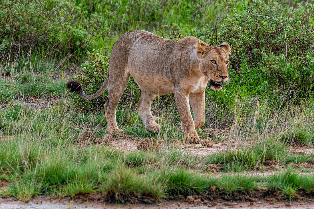 Löwe (Panthera leo), Amboseli-Nationalpark, Kenia, Ostafrika, Afrika