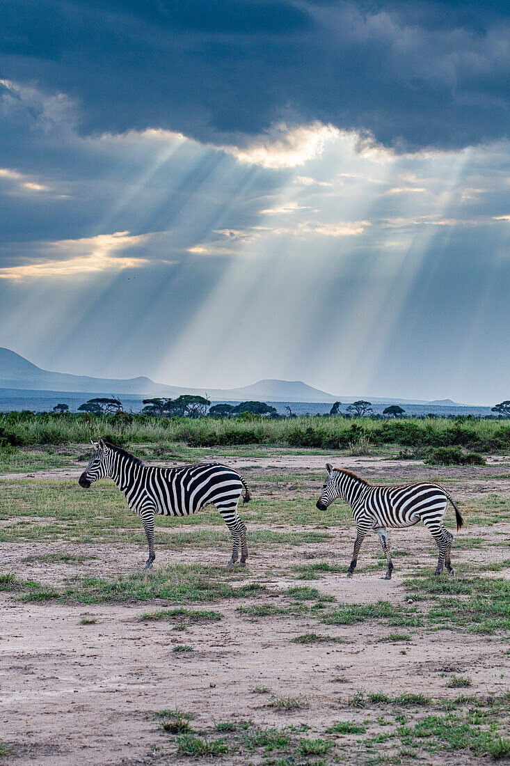Zebras in the breaking light, Amboseli National Park, Kenya, East Africa, Africa