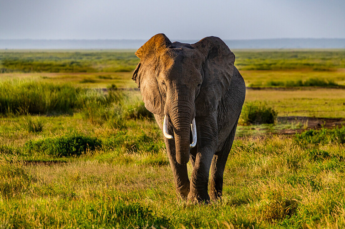 African elephant (Loxodonta), Amboseli National Park, Kenya, East Africa, Africa