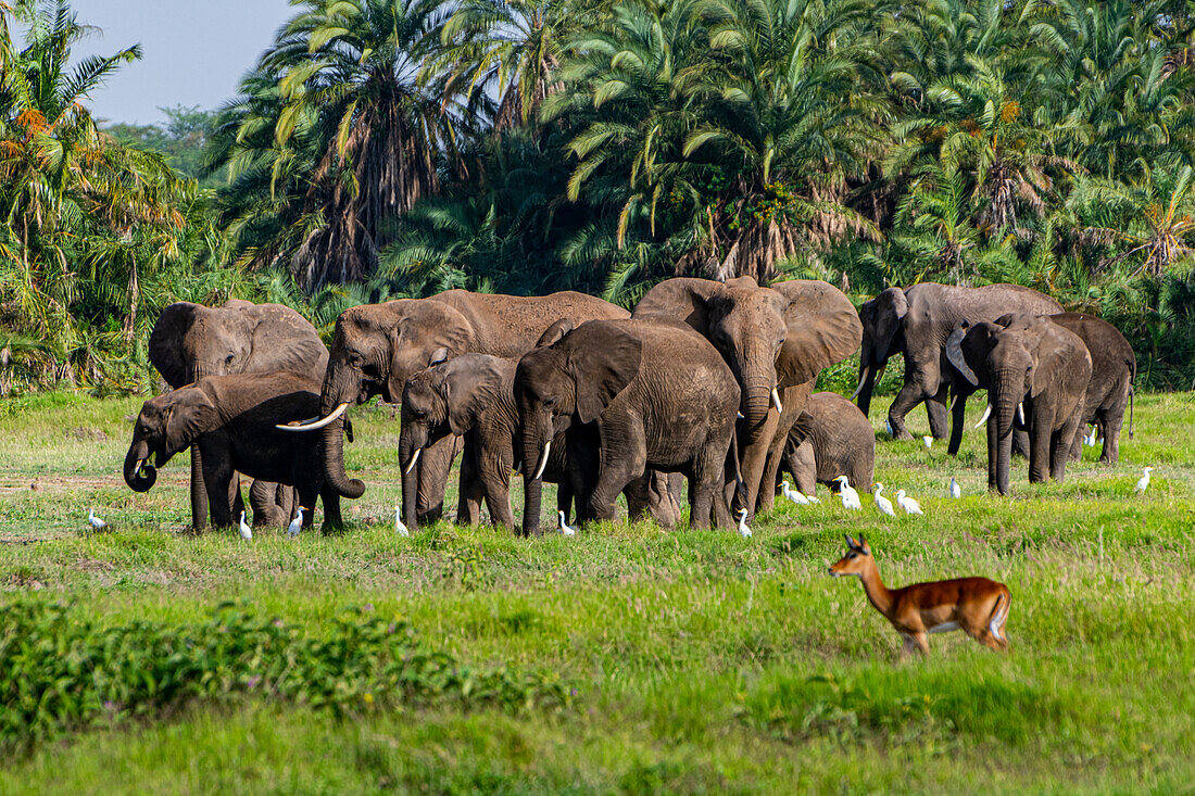 Afrikanische Elefanten (Loxodonta), Amboseli-Nationalpark, Kenia, Ostafrika, Afrika