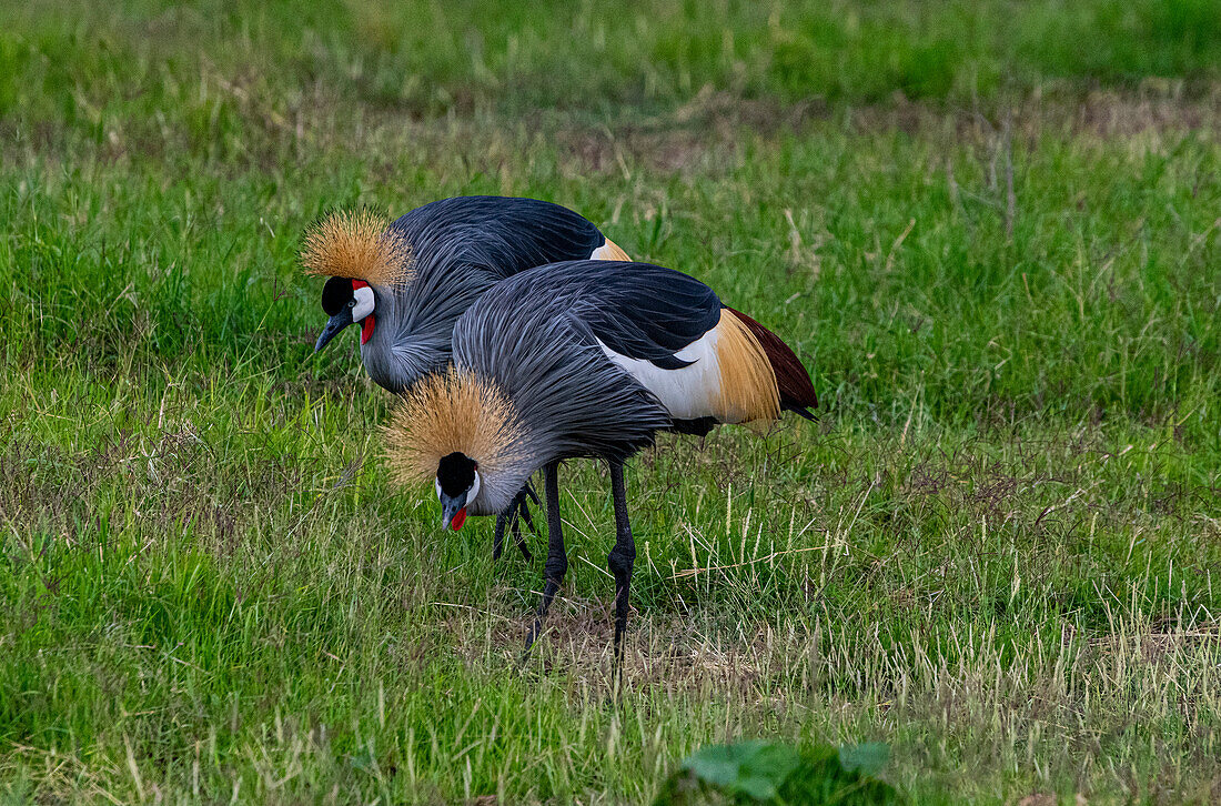 Black crowned crane (Balearica pavonina), Amboseli National Park, Kenya, East Africa, Africa