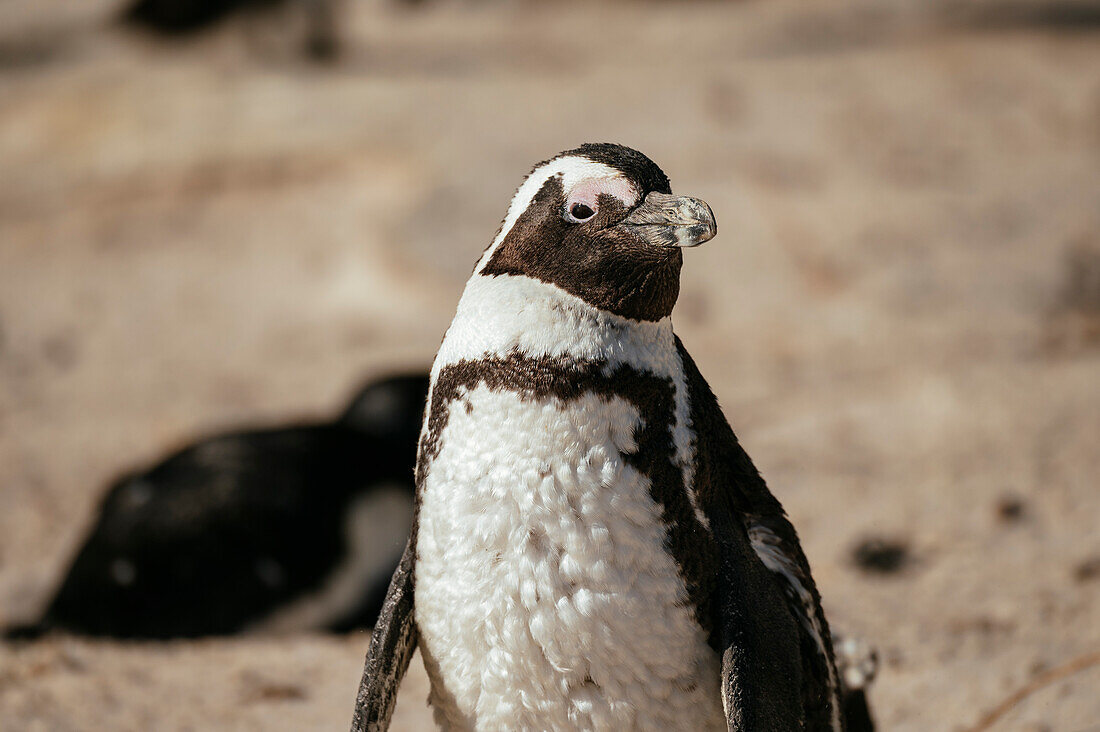 Boulders Beach Afrikanische Pinguin-Kolonie, Boulders Beach, Kapstadt, Westkap, Südafrika, Afrika