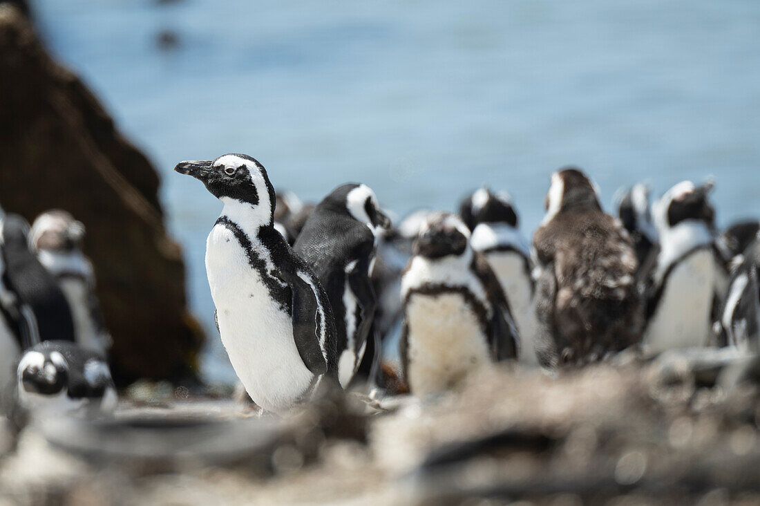 Betty's Bay Afrikanische Pinguin-Kolonie, Westkap, Südafrika, Afrika