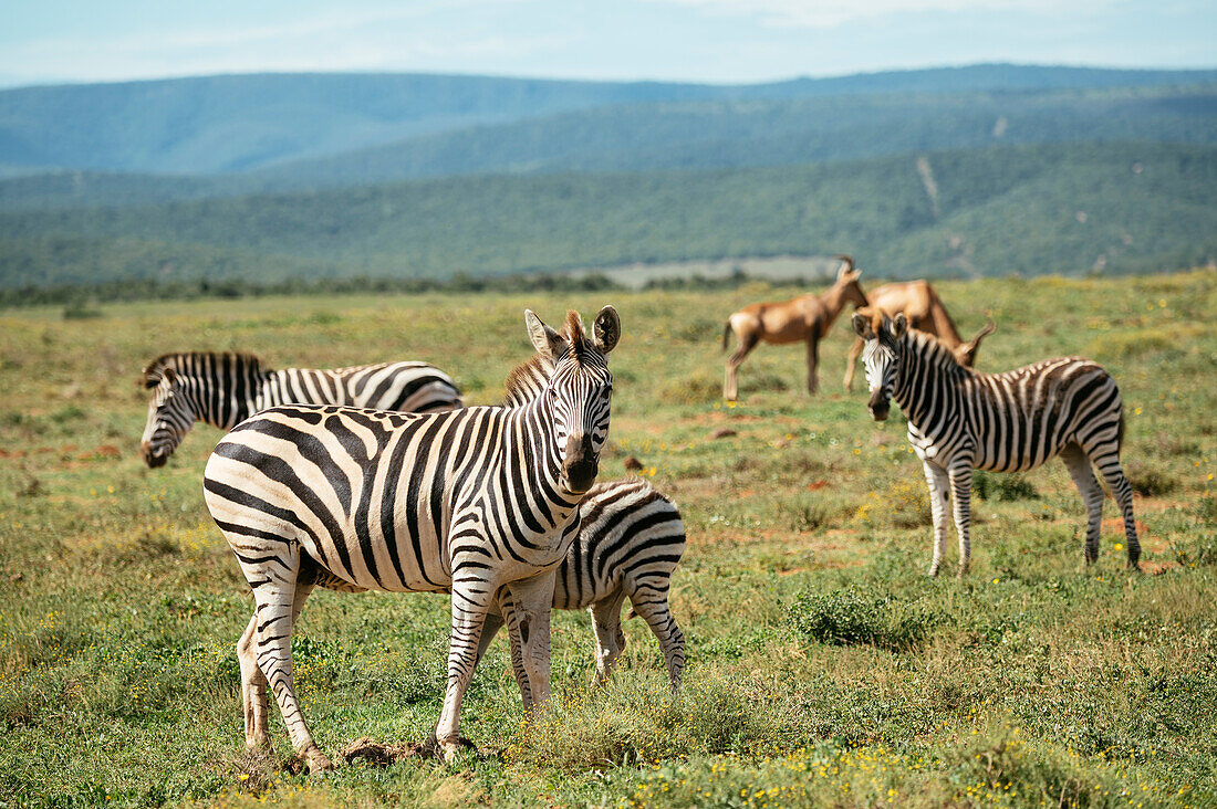 Burchells-Zebras, Addo-Elefanten-Nationalpark, Ostkap, Südafrika, Afrika