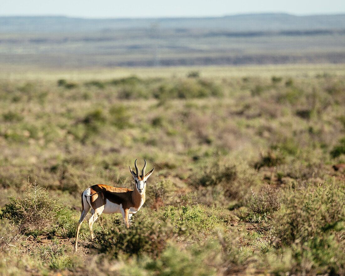 Springbok, Karoo National Park, Beaufort West, Western Cape, South Africa, Africa