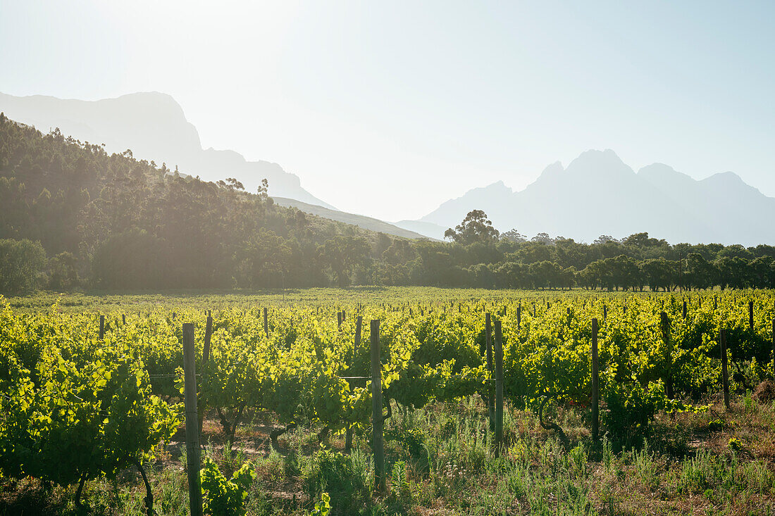 Weinberge bei Franschhoek, Westkap, Südafrika, Afrika