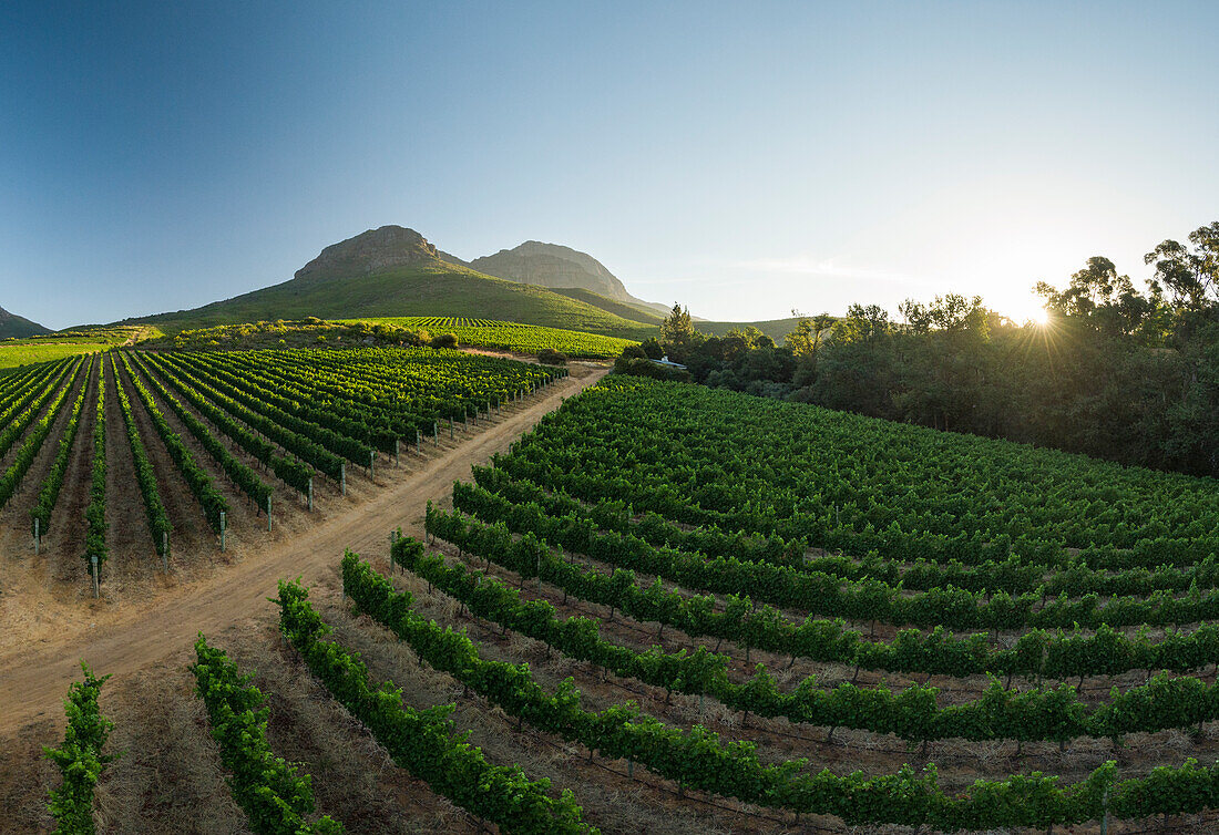 Aerial view of wine vineyards near Stellenbosch, Western Cape, South Africa, Africa