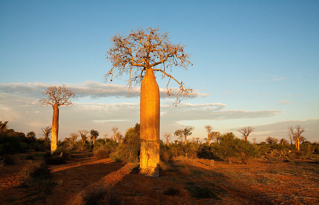 Baobab trees, Reniala Reserve, Ifaty, Madagascar, Africa