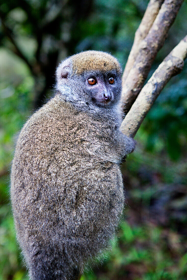 Grey bamboo lemur, Lemur Island, Madagascar, Africa