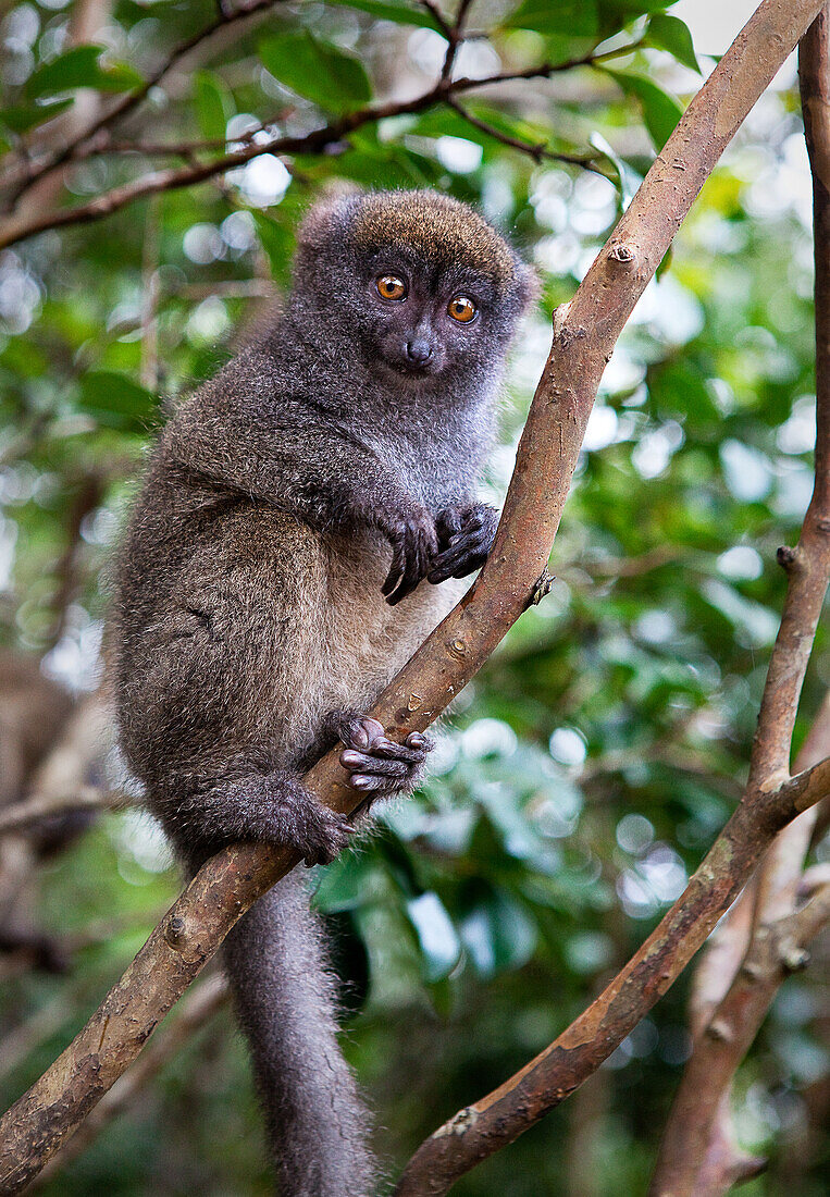 Grey bamboo lemur, Lemur Island, Madagascar, Africa