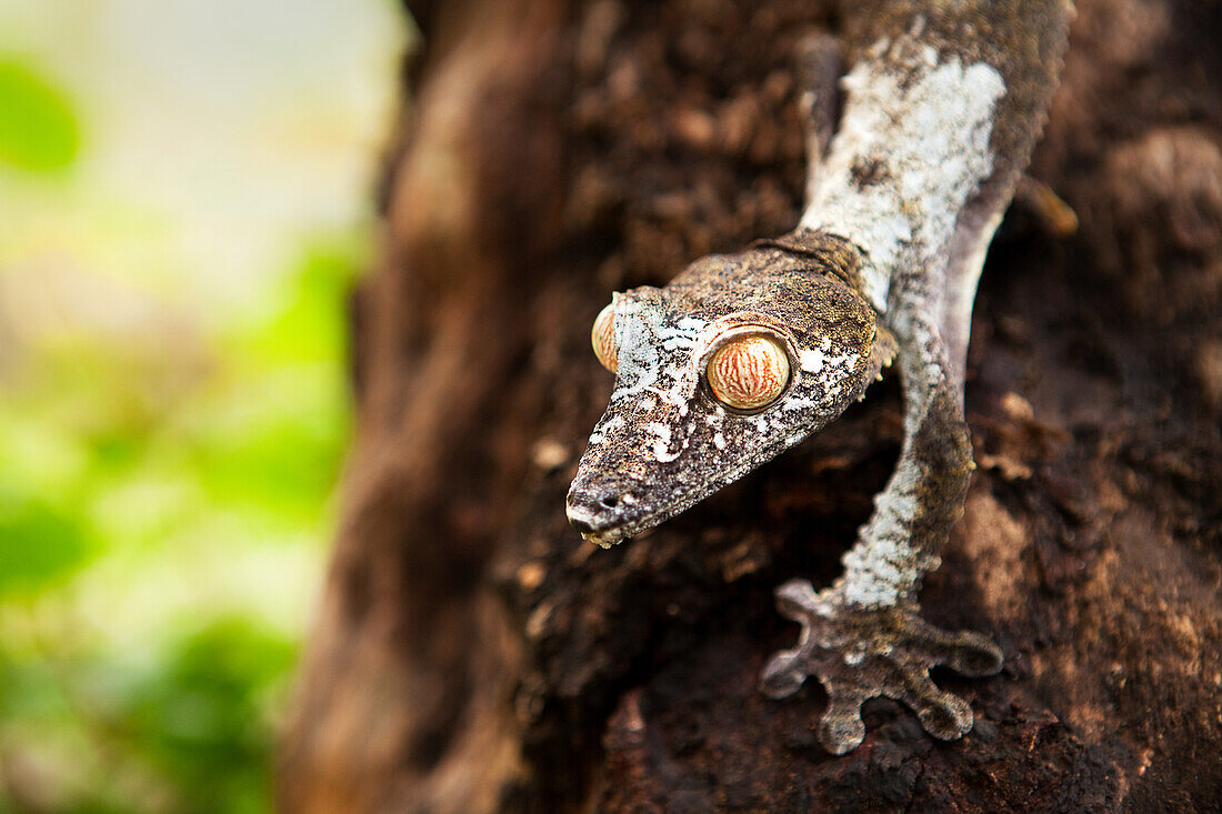 Grey chameleon, Peyreras Reserve, Andasibe, Madagascar, Africa