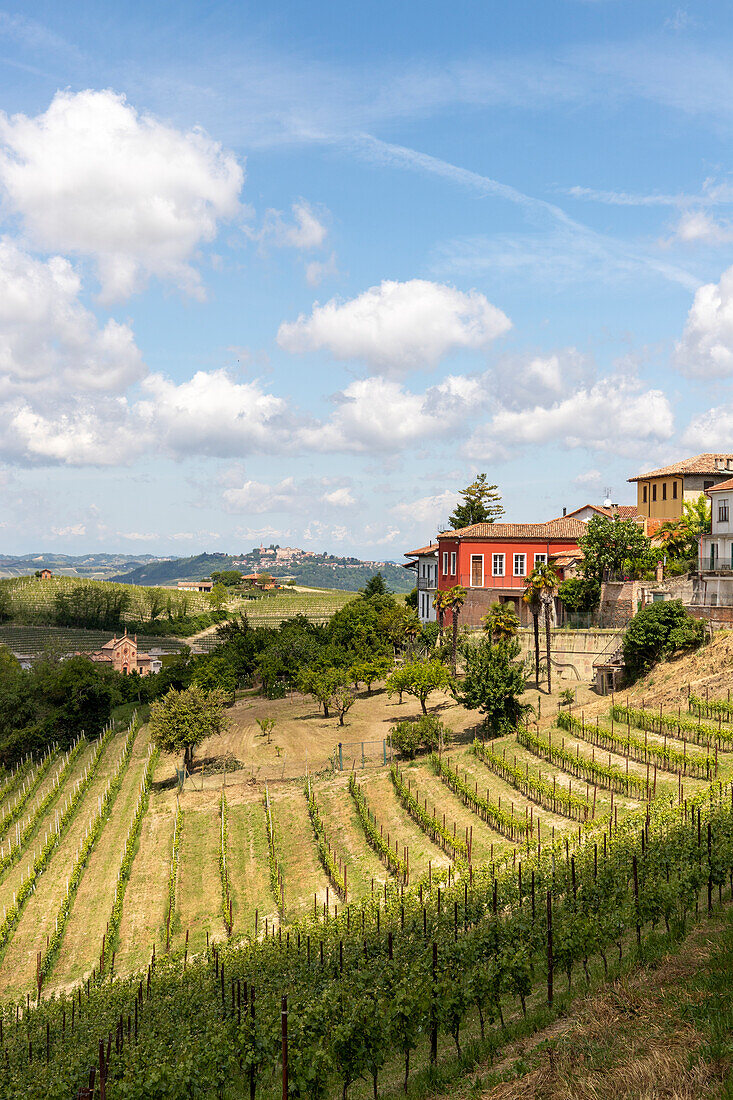 Vineyards among hills, Neive, Langhe, Piedmont, Italy, Europe