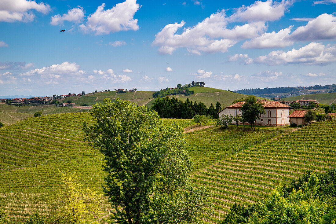 Vineyards among hills, Neive, Langhe, Piedmont, Italy, Europe