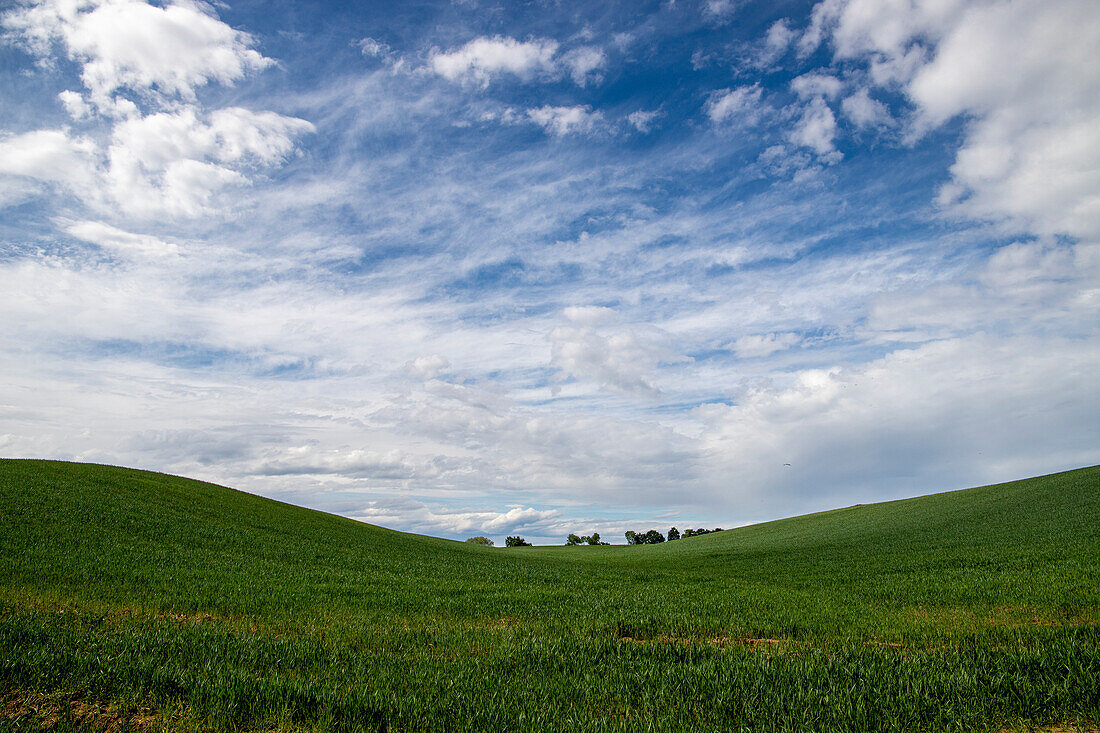 Weizenfeld im Frühling bei Novara, Novara, Piemont, Italien, Europa