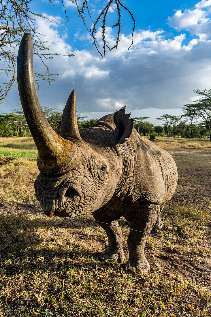 Black rhinoceros (hook-lipped rhinoceros) (Diceros bicornis), Oi Pejeta Natural Conservancy, Kenya, East Africa, Africa