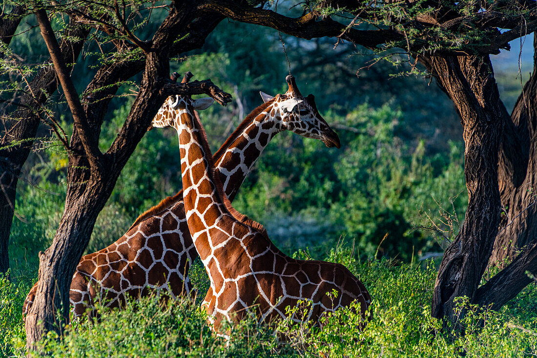 Netzgiraffe (Giraffa camelopardalis reticulata) (Giraffa reticulata), Buffalo Springs National Reserve, Samburu-Nationalpark, Kenia, Ostafrika, Afrika