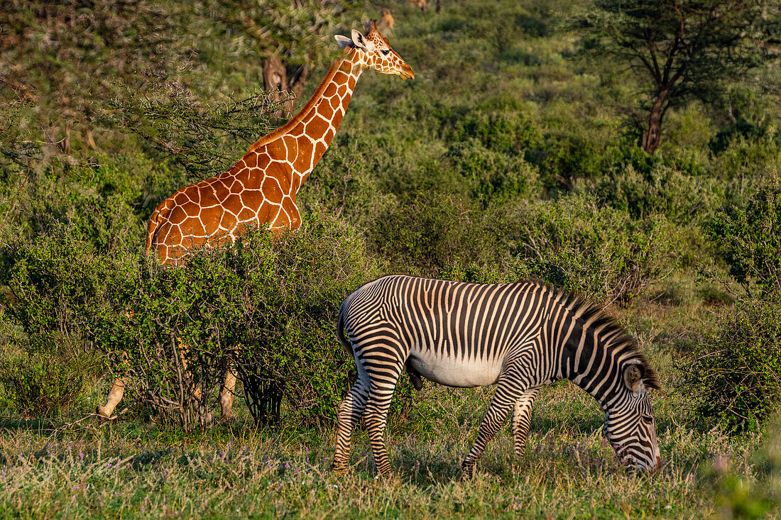 Reticulated giraffe (Giraffa camelopardalis reticulata) (Giraffa reticulata) and Grevy's zebra (Equus grevyi), Buffalo Springs National Reserve, Samburu National Park, Kenya, East Africa, Africa