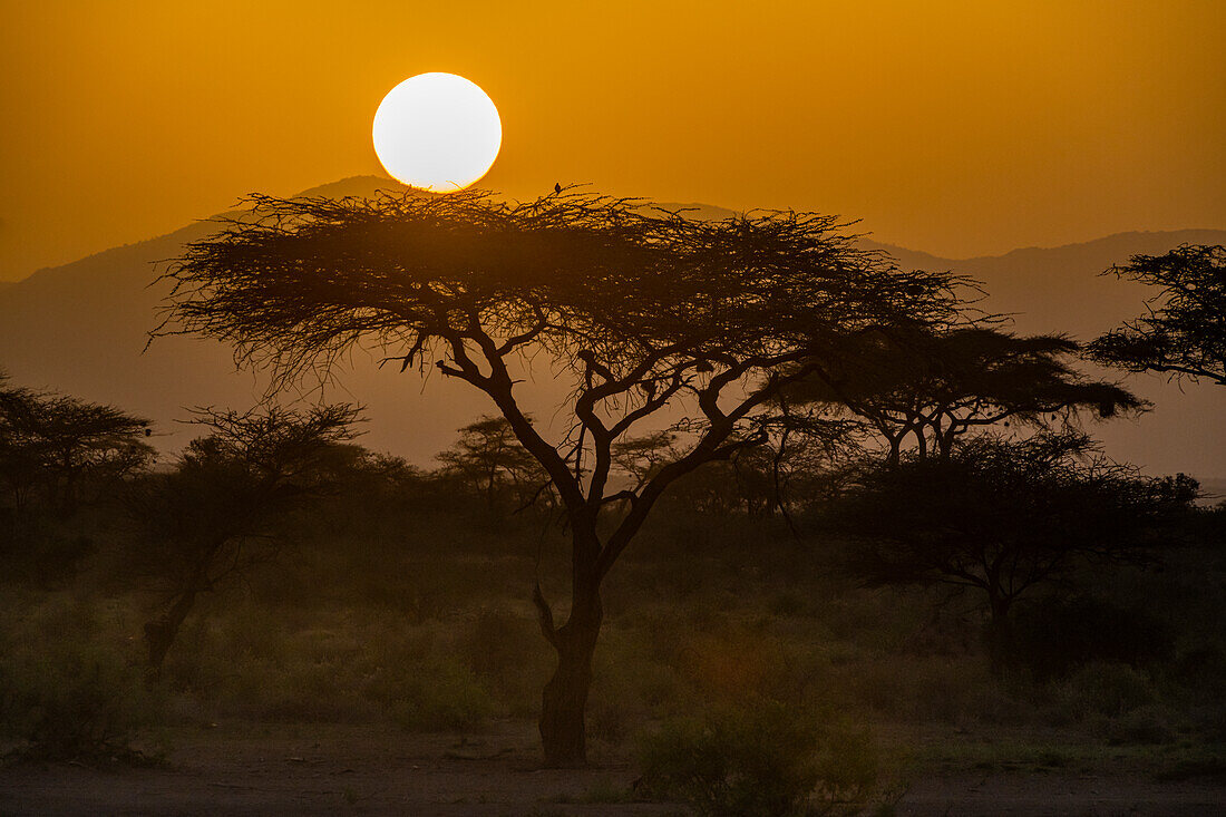 Sonnenuntergang im Buffalo-Springs-Nationalreservat, Samburu-Nationalpark, Kenia, Ostafrika, Afrika