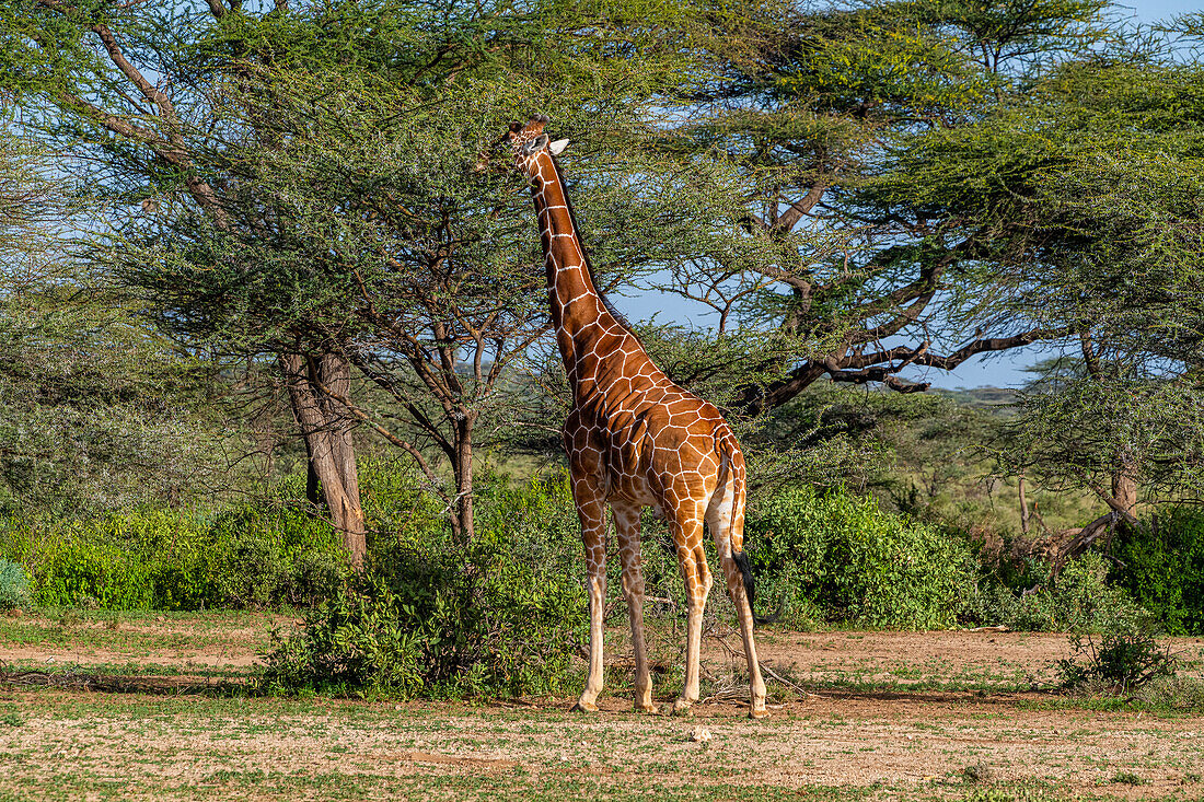 Netzgiraffe (Giraffa camelopardalis reticulata) (Giraffa reticulata), Buffalo Springs National Reserve, Samburu-Nationalpark, Kenia, Ostafrika, Afrika