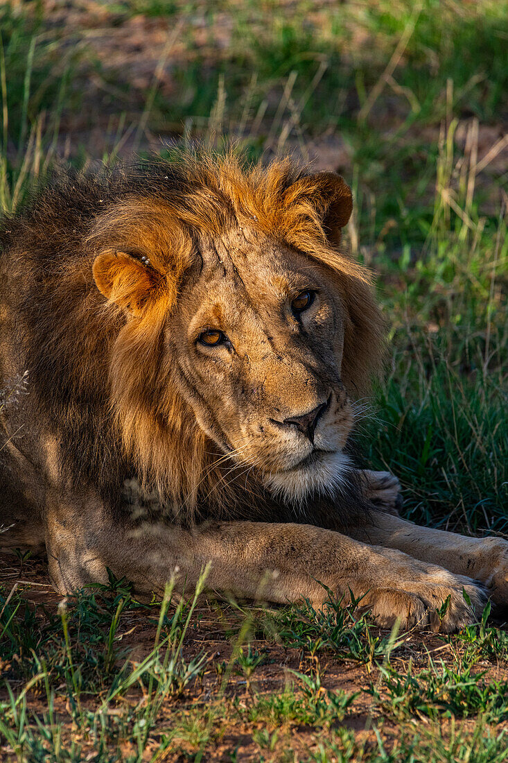 Lion (Panthera leo), Buffalo Springs National Reserve, Samburu National Park, Kenya, East Africa, Africa