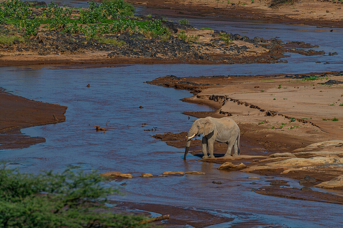 Afrikanischer Elefant, Ewaso Ng'iro-Fluss, der durch das Shaba-Wildreservat fließt, Samburu-Nationalpark, Kenia, Ostafrika, Afrika