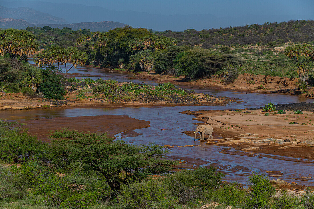 African elephant, Ewaso Ng'iro river flowing through Shaba Game Reserve, Samburu National Park, Kenya, East Africa, Africa