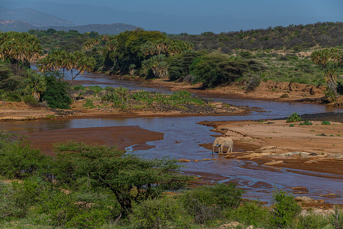 Afrikanischer Elefant, Ewaso Ng'iro-Fluss, der durch das Shaba-Wildreservat fließt, Samburu-Nationalpark, Kenia, Ostafrika, Afrika