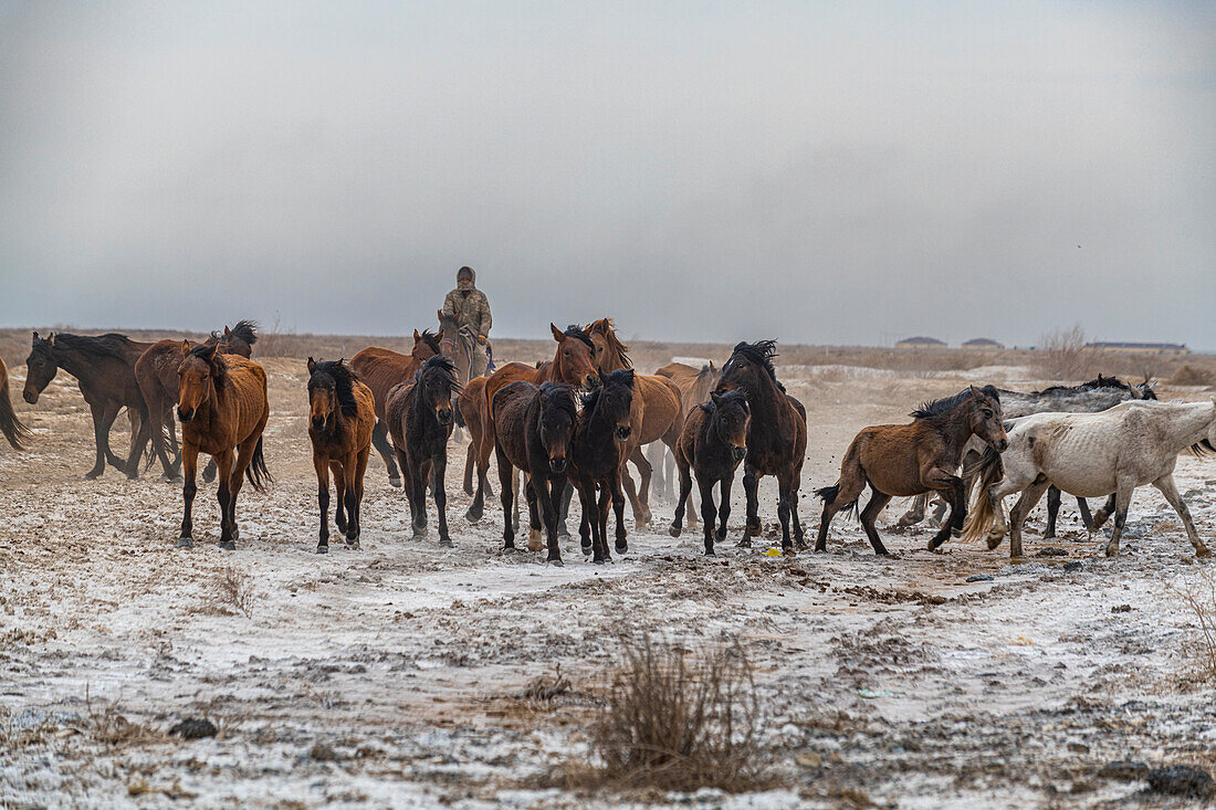 Horse herders near Aralsk, Aral Lake, Kazakhstan, Central Asia, Asia