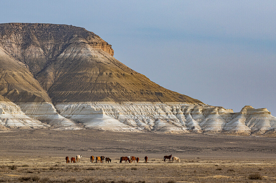 Wild horses grazing in front of Sor Tuzbair, a solonchak (salt marsh), Mangystau, Kazakhstan, Central Asia, Asia