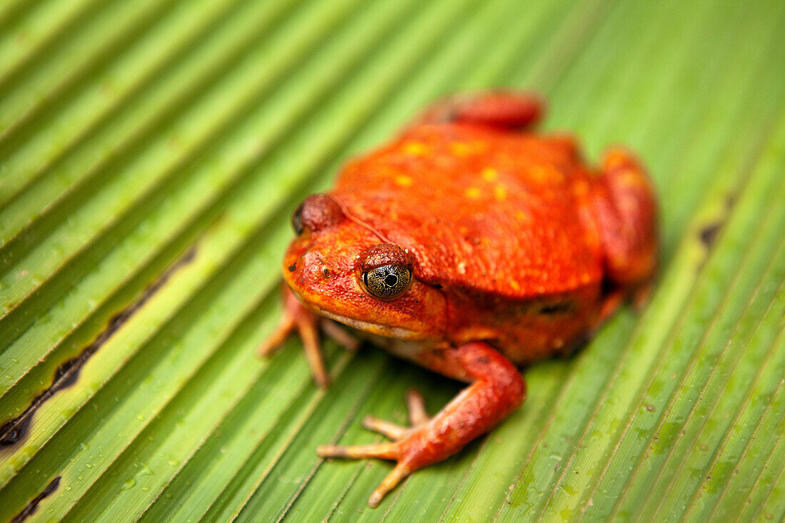 Orangenfrosch, Peyreras-Reservat, Andasibe, Madagaskar, Afrika